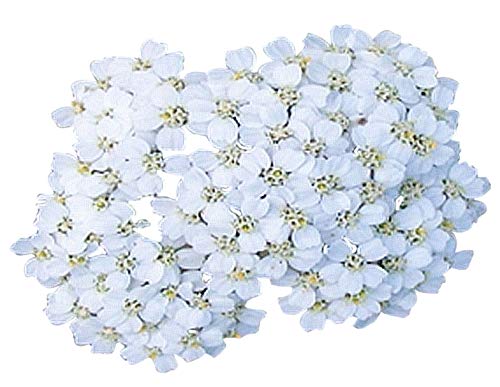 Beli rman najljubša divja roža 17 500 semen