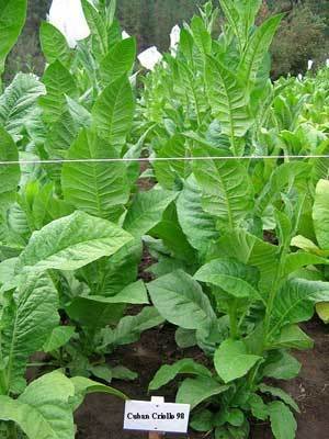 Bộ sưu tập hạt thuốc lá Connecticut Broadleaf 5