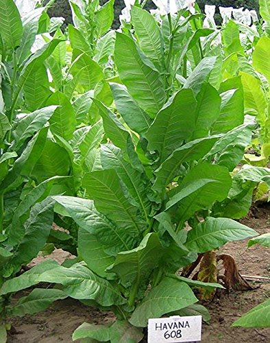 Bộ sưu tập hạt thuốc lá Connecticut Broadleaf 6
