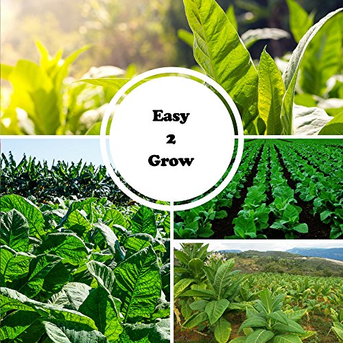 Bộ sưu tập hạt thuốc lá Connecticut Broadleaf 3