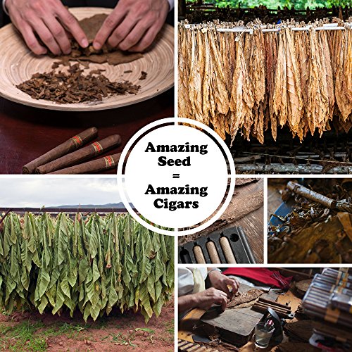Bộ sưu tập hạt thuốc lá Connecticut Broadleaf 4